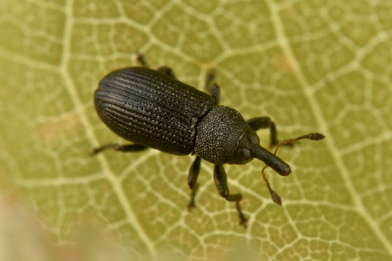 Curculionidae: Magdalis sp.? S, Magdalis (Panopsis) fuscicornis